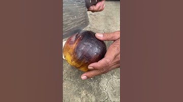 Unboking Buah Lontar #lontar