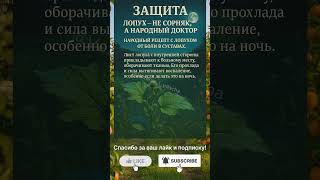 Лопух — народный доктор 🌿💪