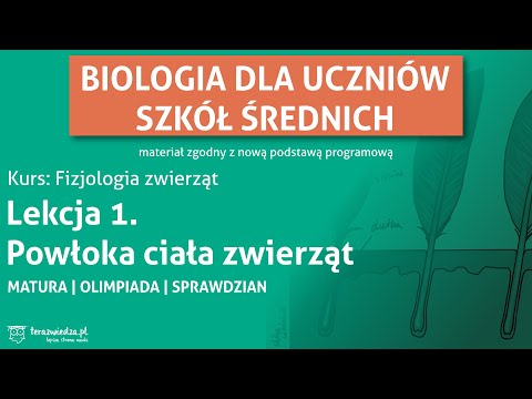 Wideo: Ma chitynowy egzoszkielet?