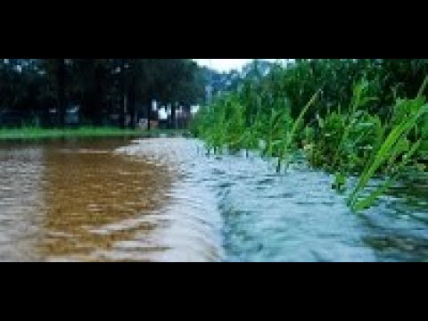 Video: Fallimento dell'insediamento dell'impianto: motivi per cui le piante non riescono a stabilirsi nel giardino