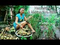 Planting & Harvesting | "SALABAT" The Traditional Filipino Ginger Tea