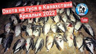 Гусиное Бинго! Охота На Гуся В Казахстане 2022 Второй Выезд В Аркалык 4K