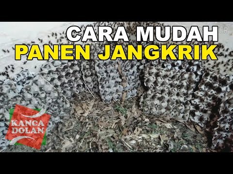 cara-panen-ternak-jangkrik-|-bisnis-rumahan-sederhana