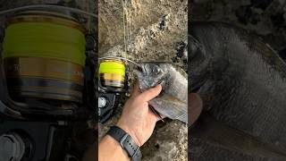 PURO MAR CANTABRICO #fishing #pesca #spearfishing #fish #pescadeportiva #nature