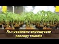 Як правильно вирощувати розсаду томатів | Как правильно выращивать рассаду помидоров?