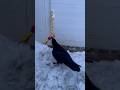 Победили лень 🦥 #воронгоша #aboutbirds #crow #raven #animal #birdtraining