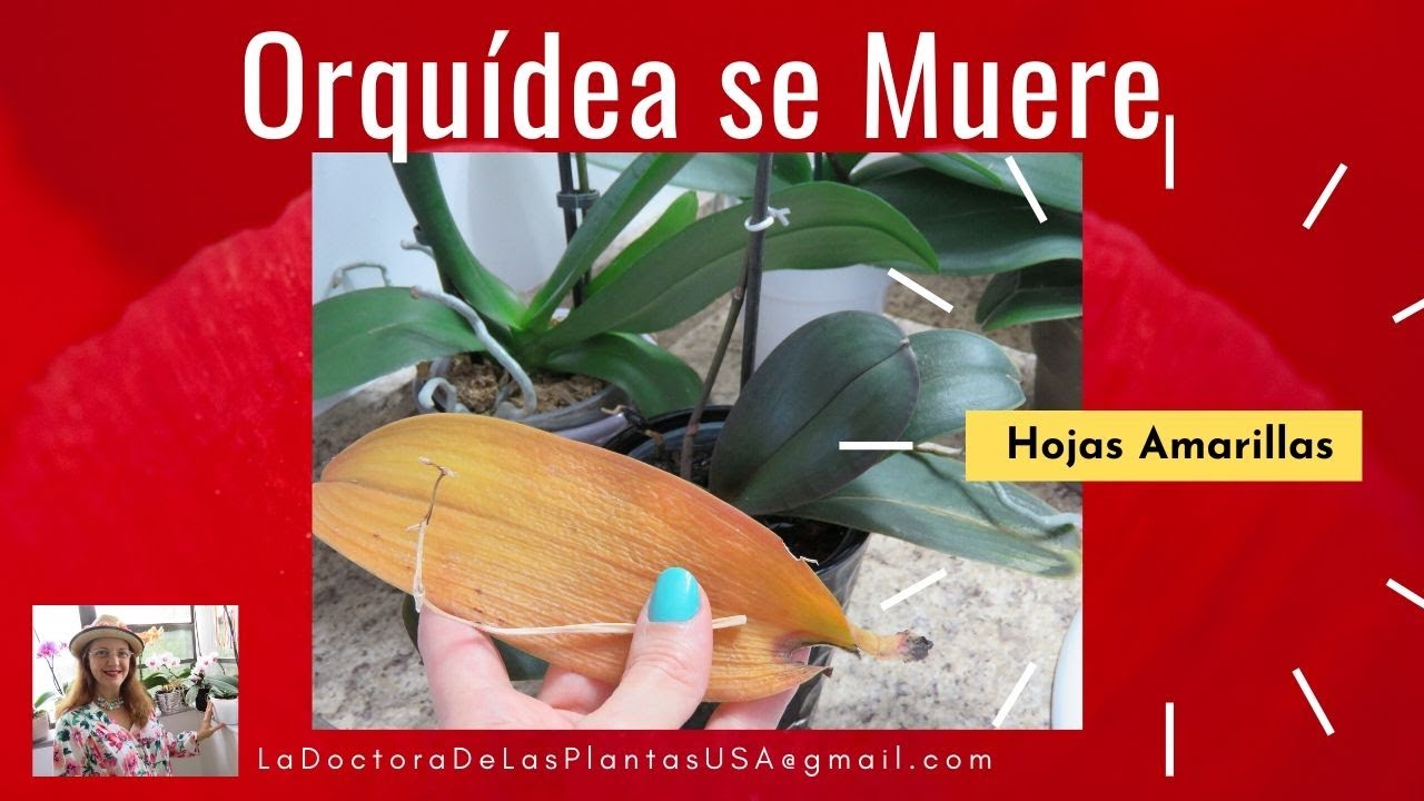 Como Cuidar Una Orquídea Que Se Esta Muriendo www.youtube.com