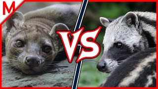 21💥Fossa vs African Civet | +Ostrich vs Cassowary winner by M from aniMals 100,853 views 4 years ago 8 minutes, 9 seconds