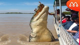 EL COCODRILO GIGANTE BRUTO Resimi