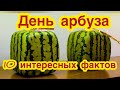 З августа - Международный день арбуза. Самые интересные факты об арбузе. Самый маленький и большой