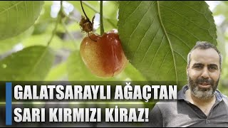 Galatasaray Şampiyon Oldu Kiraz Ağacı Sarı Kırmızı Açtı 