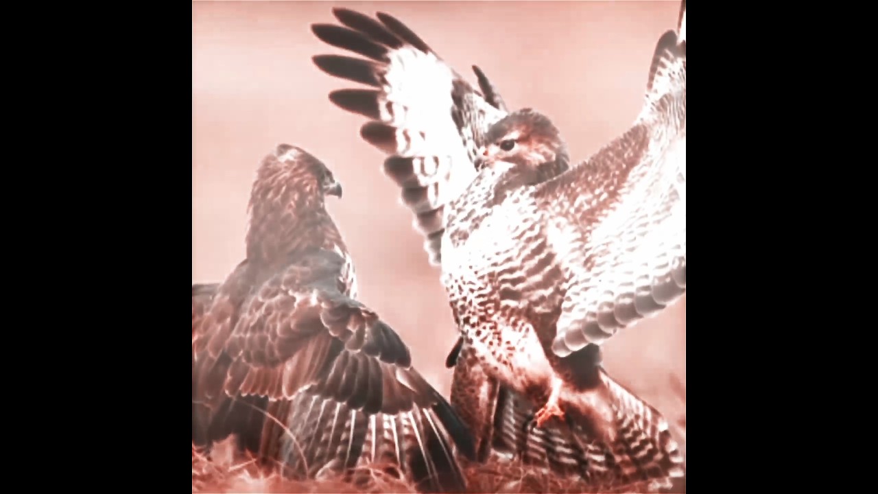 August Project: Hawk Buzzard Edit🦅🔥💫 