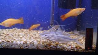 Are you thinking of getting some Pictus Catfish?