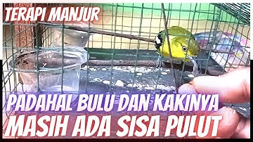 Cara Menjinakkan Burung sirtu‼️Hasil Pikat atau ombyokan langsung luluh