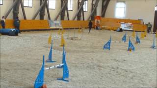 DogFriends FITMIN Cup 2017 (2/3)