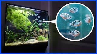 Adding BABY CICHLIDS To My Planted Aquarium! by Carson’s Aquatics 14,226 views 1 year ago 13 minutes