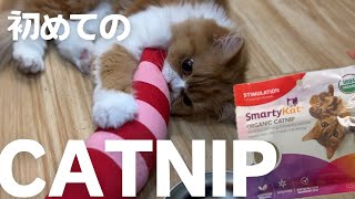 アメリカでは一般的なCatnipって何?? 試してみたスコ【スコティッシュフォールド】