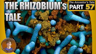 The Rhizobiums Tale
A discussion of “The Rhizobium’s Tale” in Richard Dawkins’ and Yan Wong’s book The Ancestor’s Tale. All pictures are from Google.
“The Mixotrich’s Tale”: https://youtu.be/zWMj1hxxNKc
“The discovery of microorganisms by Robert Hooke and Antoni van Leeuwenhoek, Fellows of The Royal Society”: https://royalsocietypublishing.org/rsnr/article-abstract/58/2/187/56341/The-discovery-of-microorganisms-by-Robert-Hooke?redirectedFrom=fulltext
“New Concepts of Kingdoms of Organisms”: https://www.science.org/doi/abs/10.1126/science.163.3863.150
“The Prokaryote-Eukaryote Dichotomy: Meanings and Mythology”: https://journals.asm.org/doi/10.1128/mmbr.69.2.292-305.2005
“Not plants or animals: a brief history of the origin of Kingdoms Protozoa, Protista and Protoctista”: https://pubmed.ncbi.nlm.nih.gov/10943416/
“Five Kingdoms, More or Less: Robert Whittaker and the Broad Classification of Organisms”: https://academic.oup.com/bioscience/article-abstract/62/1/67/295711
“Phylogenetic structure of the prokaryotic domain: The primary kingdoms”: https://www.pnas.org/doi/10.1073/pnas.74.11.5088
“A Briefly Argued Case That Asgard Archaea Are Part of the Eukaryote Tree”: https://www.frontiersin.org/journals/microbiology/articles/10.3389/fmicb.2018.01896/full
Wonderful Life: https://www.amazon.com/dp/039330700X/?bestFormat=true&k=wonderful%20life%20gould&ref nb_sb_ss_w_scx-ent-bk-ww_k0_1_18_de&crid=791S9IRA9CO6&sprefix=wonderful%20life%20gou
“On the origins of cells: a hypothesis for the evolutionary transitions from abiotic geochemistry to chemoautotrophic prokaryotes, and from prokaryotes to nucleated cells”: https://royalsocietypublishing.org/rstb/article-abstract/358/1429/59/20125/On-the-origins-of-cells-a-hypothesis-for-the?redirectedFrom=fulltext
“Evolution of the Flagellum”: https://youtu.be/LLMPd41GvWM
“Rhizobial Chemotaxis and Motility Systems at Work in the Soil”: https://pmc.ncbi.nlm.nih.gov/articles/PMC8429497/
“The Dynamic Ion Motive Force Powering the Bacterial Flagellar Motor”: https://www.frontiersin.org/journals/microbiology/articles/10.3389/fmicb.2021.659464/full
“The proton flux through the bacterial flagellar motor”: https://www.cell.com/cell/abstract/0092-8674(87)90540-X
“From The Origin of Species to the origin of bacterial flagella”: https://www.researchgate.net/publication/6837294_From_The_Origin_of_Species_to_the_origin_of_bacterial_flagella
“The Non-Flagellar Type III Secretion System Evolved from the Bacterial Flagellum and Diversified into Host-Cell Adapted Systems”: https://pmc.ncbi.nlm.nih.gov/articles/PMC3459982/
“Inventing the dynamo machine: the evolution of the F-type and V-type ATPases”: https://www.nature.com/articles/nrmicro1767
“Propulsive nanomachines: the convergent evolution of archaella, flagella and cilia”: https://academic.oup.com/femsre/article/44/3/253/5800988 The Rhizobiums Tale