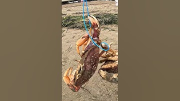 Double Keeper Dungeness Crabs from Shore  #crab #fishing #crabbing #fishing #crabsnare #