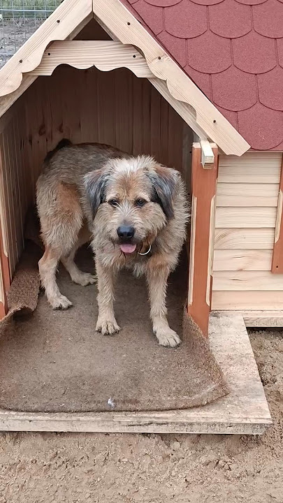 which kennel is better? #dogs