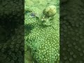 Tôi Suýt Bỏ Qua Người Bạn Nhỏ Này! | Almost Missed It