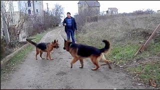 Немецкие овчарки Ральф (Акай) и его невеста Альма.Одесса. Немецкие овчарки Ральф (Акай) и его невеста Альма.Одесса.