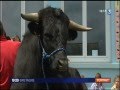 Un taureau de corrida pénètre dans une cour d'école (France 3)