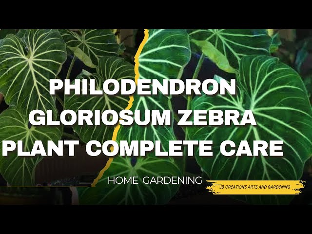 monstera albo plants Philodendron Monstera Albo Variegated Medium Plant
