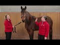 Body Condition Scoring a Horse