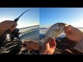 Best Bait for Catching Surf Perch | San Diego Fishing