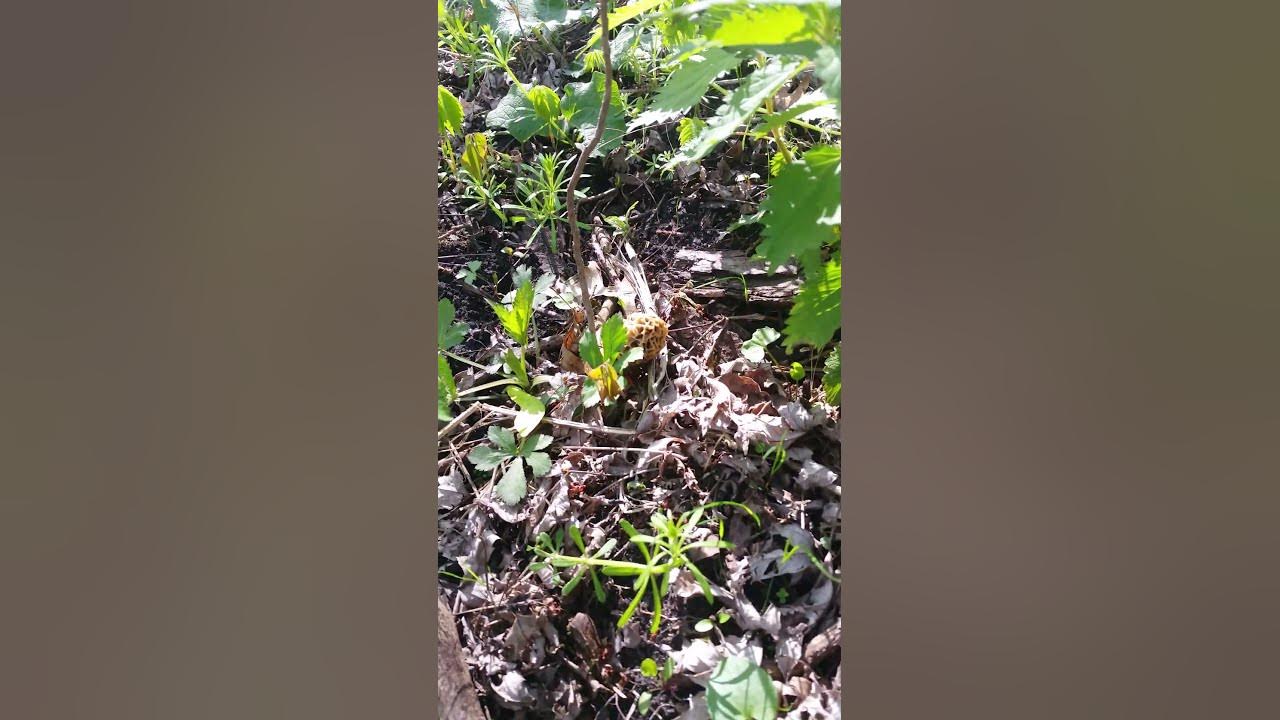 Indiana Morels 2023 mushroom shorts YouTube