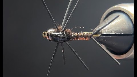 Stonefly Nymph