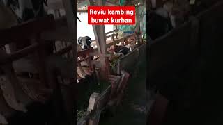 reviyu kambing buwat kurban#peternakkambing#peternakan#sobatngarit#hewankurban#harirayaiduladha