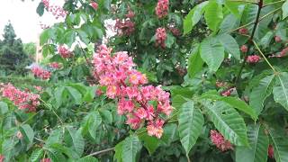 Aesculus x carnea 'Briotii'  jírovec pleťový