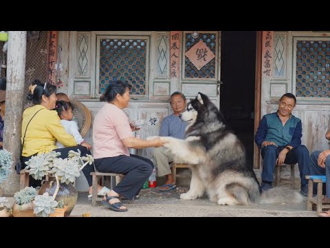 全世界最幸福的狗狗，是被全家人都疼爱着的大王 Dawang is the happiest dog in the world, becuz he been loved by whole fam