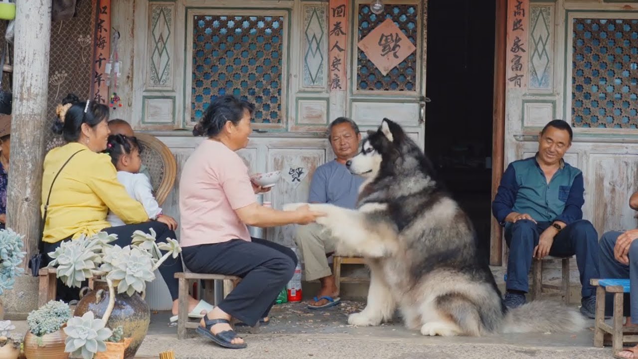 全世界最幸福的狗狗，是被全家人都疼爱着的大王 Dawang is the happiest dog in the world, becuz he been loved by whole family