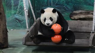20240502 蘋果落地沒看見 圓仔小憩才發現(午餐) Giant Panda Yuan Zai