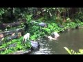 Сингапурский зоопарк Часть 1