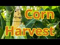 Corn Harvest - Garden 2023