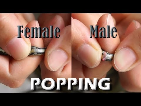 Come capire se il tuo serpente è un maschio o una femmina? Determinare il sesso con POPPING