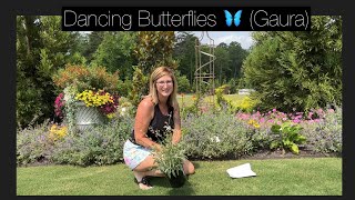 Download Lagu Planting Dancing Butterflies (Gaura) in the Garden/ Cottage Garden Tour in June 2023 MP3