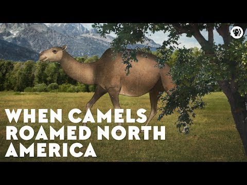 ⁣When Camels Roamed North America