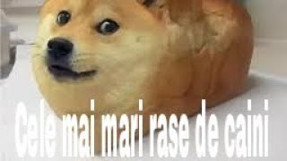 Top 5 rase de caini mari!
