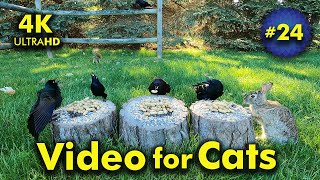 4K TV For Cats | Fun at the Fence Posts | Bird and Squirrel Watching | Video 24