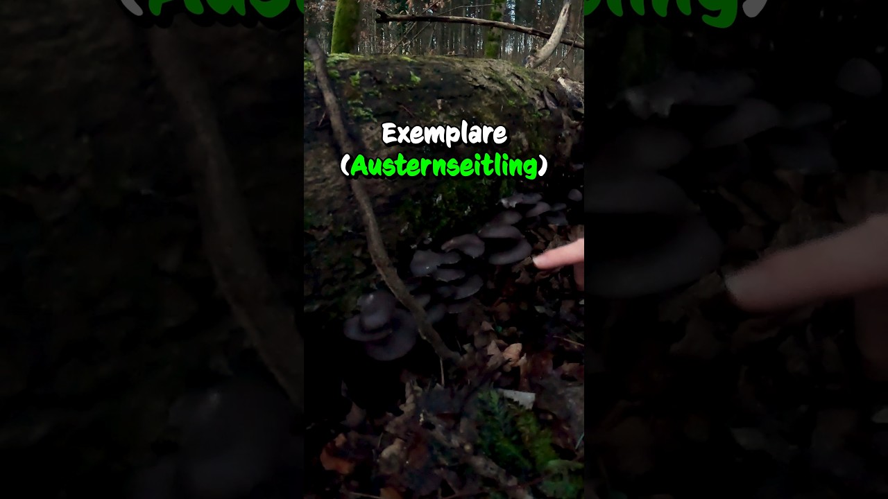 Return of the Austernseitling