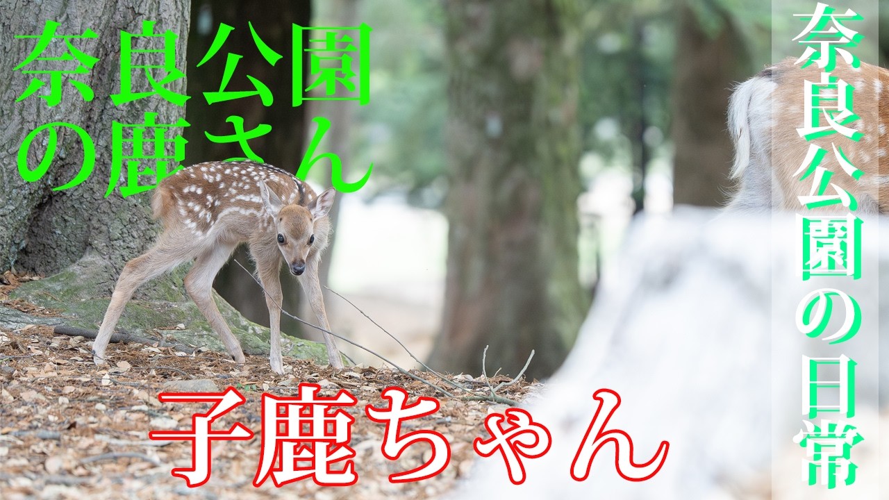 奈良公園 【子鹿ちゃん】 子鹿ちゃんは触らず遠くから見守りましょう 