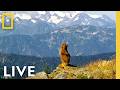 🔴 LIVE: Celebrate 250 Years of America! | National Parks USA LIVESTREAM | National Geographic