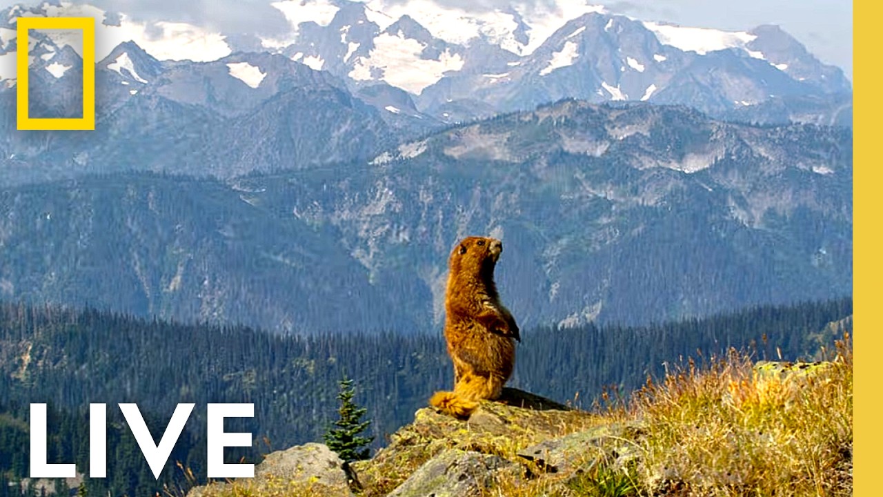 🔴 LIVE: Celebrate 250 Years of America! | National Parks USA LIVESTREAM | National Geographic