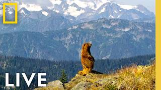 🔴 LIVE: Celebrate 250 Years of America! | National Parks USA LIVESTREAM | National Geographic