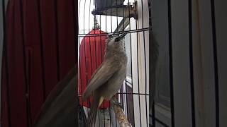 Download Lagu trucukan gacor TARUNG ROPEL PANJANG pancingan trucukan agar bunyi jadikan burung trucuk gacor NYAUT MP3